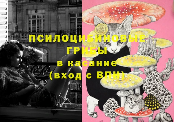 прущие грибы Белокуриха